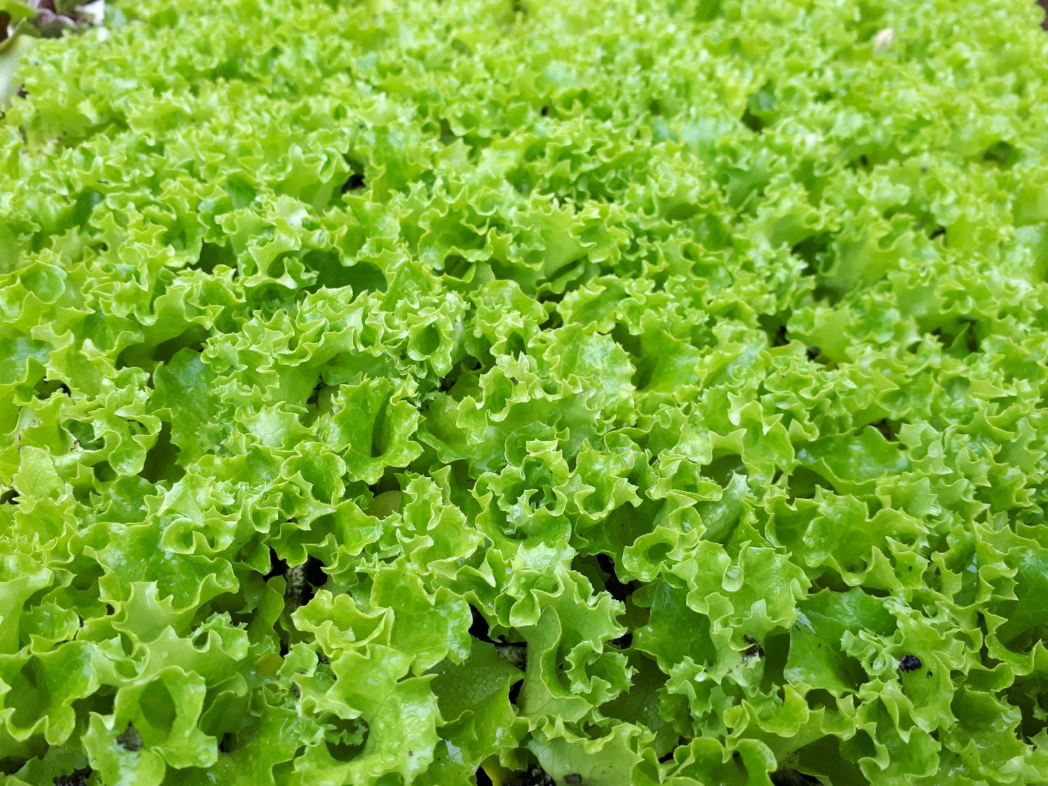 lettuce-fristina-frillycurly-green