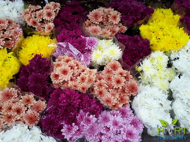 chrysanthemum-pot