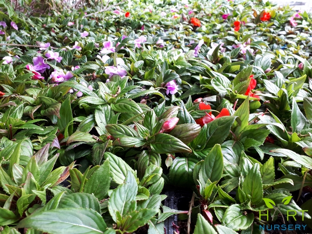 impatiens-new-guinea