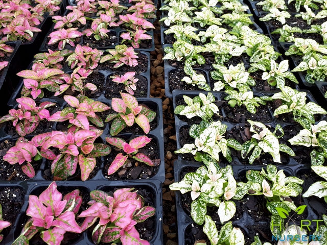 hypoestes