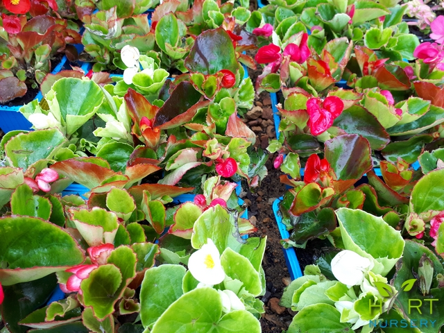 begonia-semperflorens