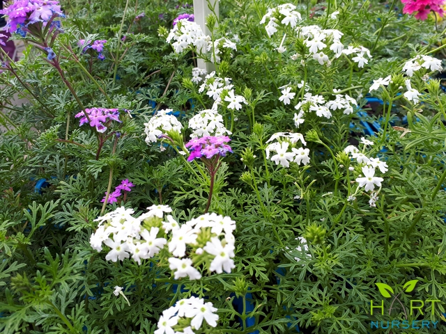 verbena-peruviana