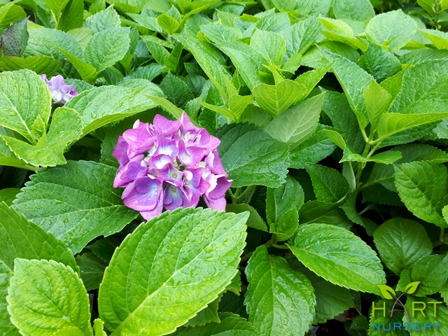 hydrangea-macrophylla