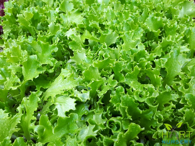 lettuce-batavia-green-star-fighter
