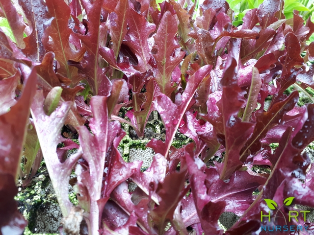 lettuce-oak-red-sadawi
