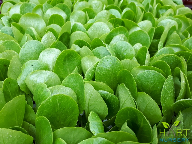 lettuce-cosromaine-xanadu