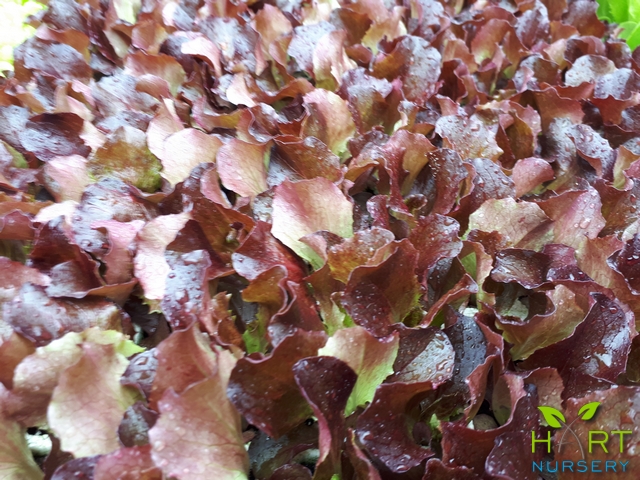 lettuce-batavia-red-cherokee