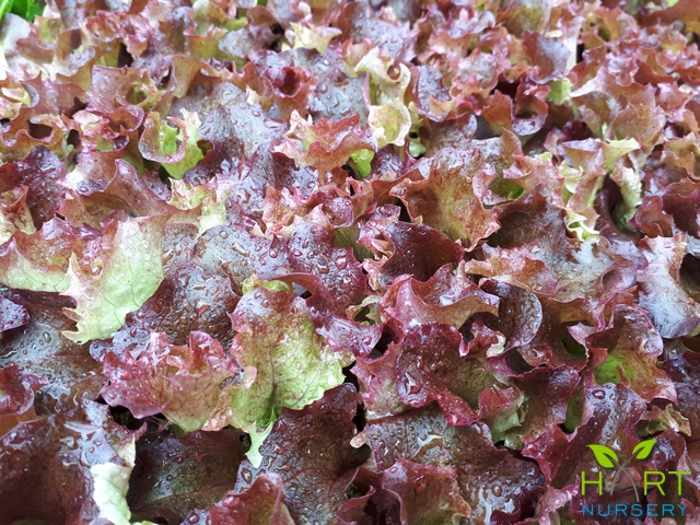 lettuce-red-multi-oak-leaf-xandra