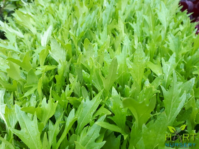 lettuce-mizuna