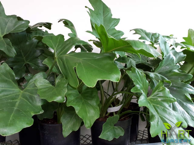 philodendron-selloum