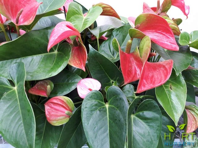 anthurium